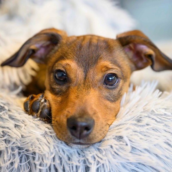 Praktijkhond Loet Praktijkhond Loet